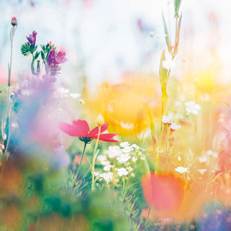  Landesgartenschau 2026: Ein Fest der neuen Ideen – Ellwangens beste Seiten 